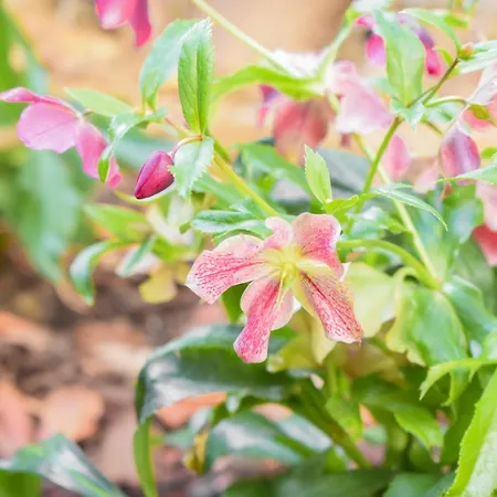 Apartment With Garden & Free Parking & Late Check Out Trnava